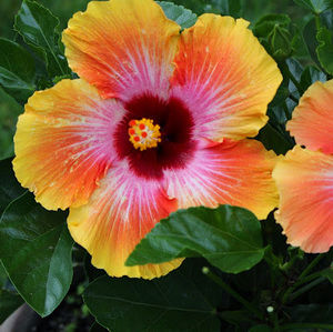 Meet your Posher, Jeanna